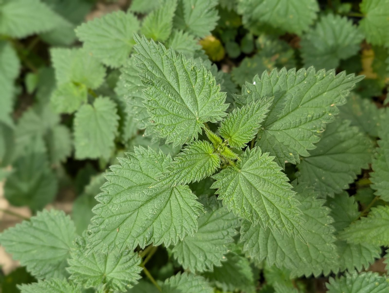 Ortie dioica Profilia