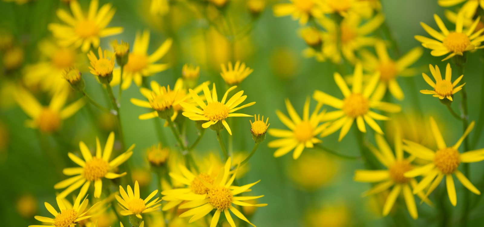senecio inaequidens