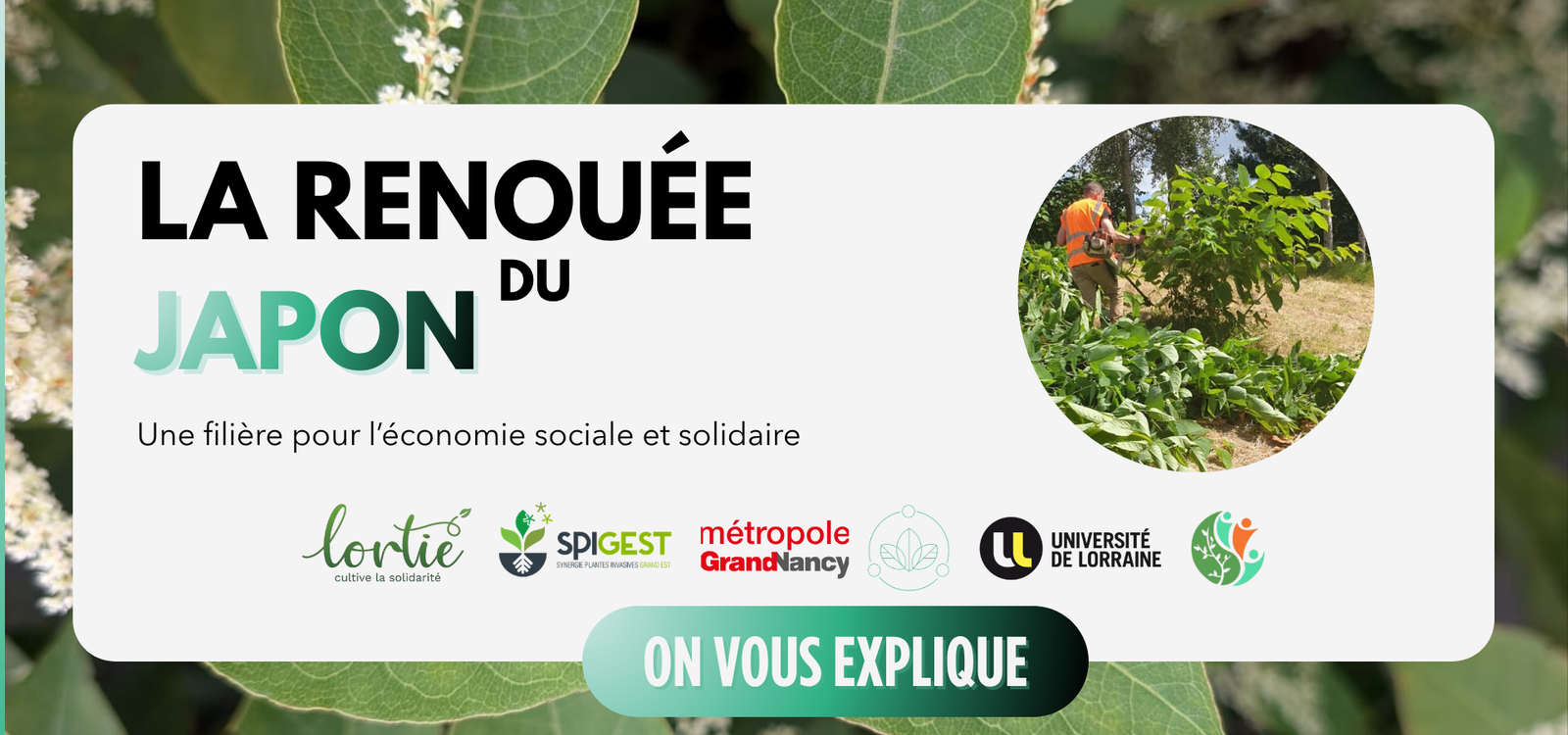 La renouée du Japon économie sociale et solidaire