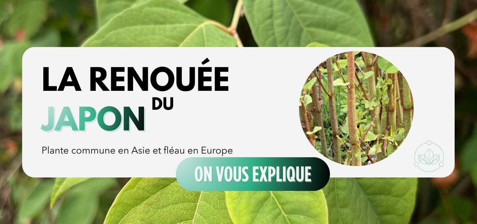 Renouée du japon histoire
