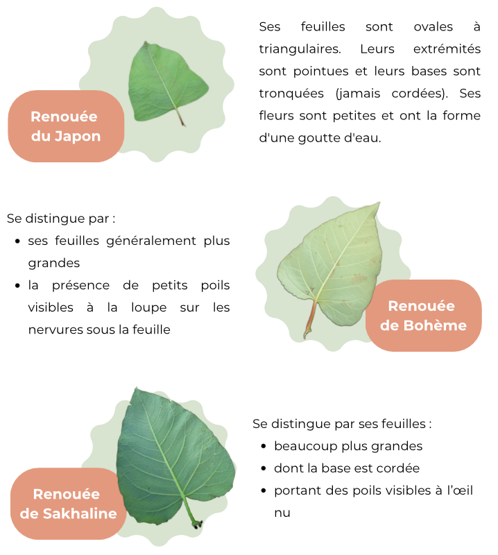 renouée du japon typologie