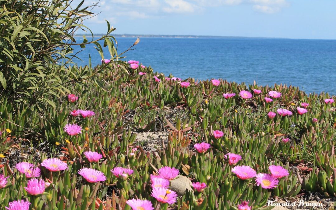 Carpobrotus edulis : plante invasive