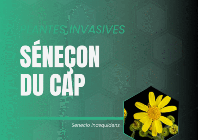 Carrousel sur le Sénéçon du Cap. Les biomolécules d'intérêt