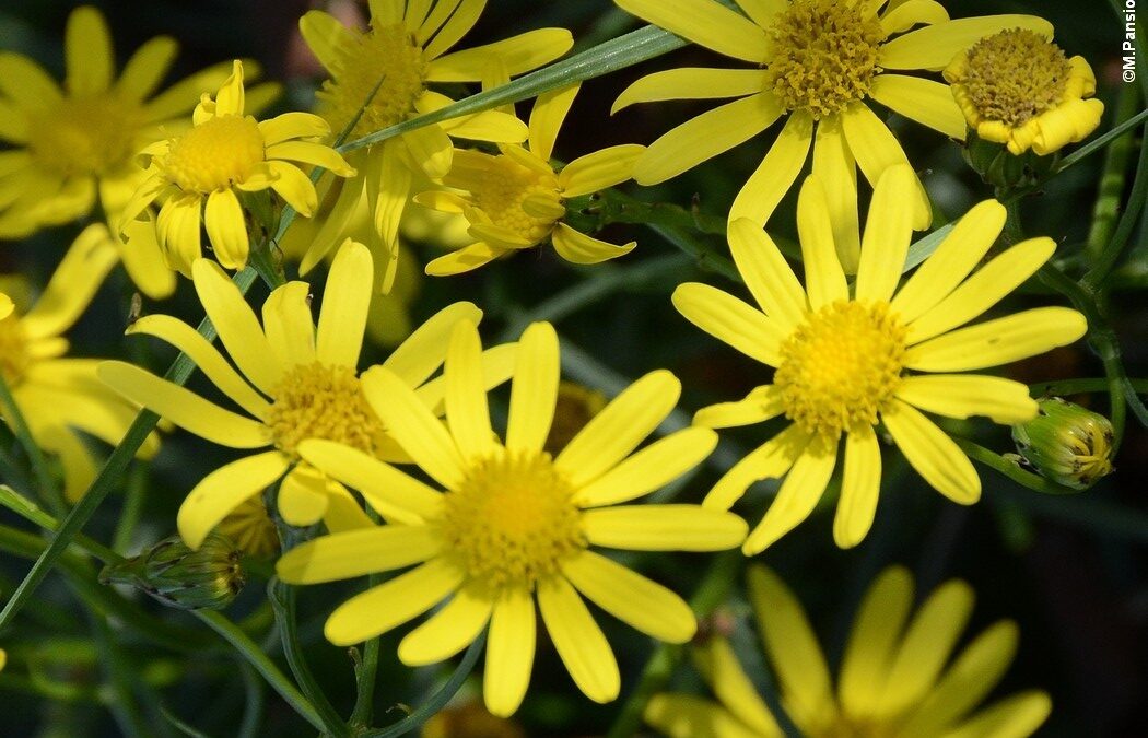 Senecio inaequidens : origine, gestion et valorisation
