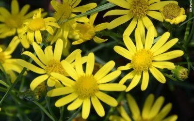 Senecio inaequidens : origine, gestion et valorisation