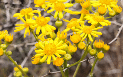 Séneçon du Cap : propriétés, bienfaits et usages naturels