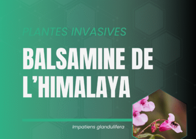 Balsamine de l'himalaya
