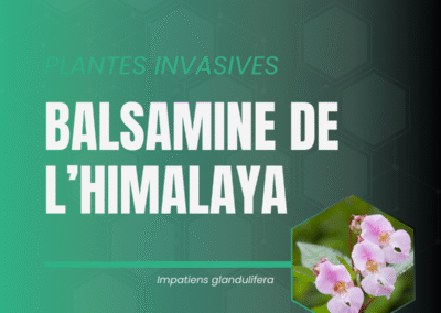 Balsamine de l'Himalaya carrousel interactif sur ses origines, sa gestion, la prolifération et son impact