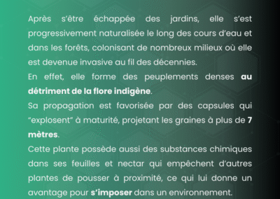 Balsamine de l'Himalaya carrousel interactif sur ses origines, sa gestion, la prolifération et son impact