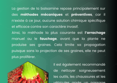 Balsamine de l'Himalaya carrousel interactif sur ses origines, sa gestion, la prolifération et son impact
