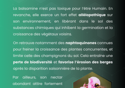 Balsamine de l'Himalaya carrousel interactif sur ses origines, sa gestion, la prolifération et son impact