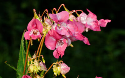 L’Impatiens glandulifera : vertus et utilisations étonnantes