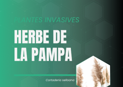 Herbe de la pampa, carrousel sur son origine et comment la gérer