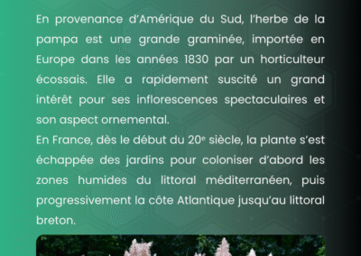 Herbe de la pampa, origine, gestion et règlementation