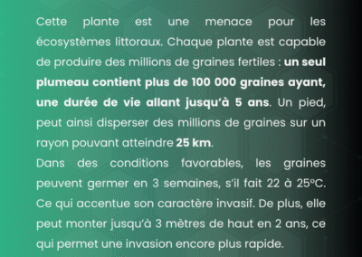 Herbe de la pampa, origine, gestion et règlementation