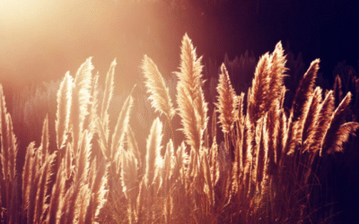 Herbe de la pampa : origine et règlementation