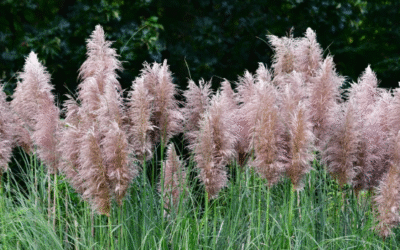 Cortaderia selloana : De plante invasive à ressource durable
