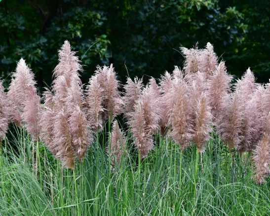 Cortaderia selloana : De plante invasive à ressource durable