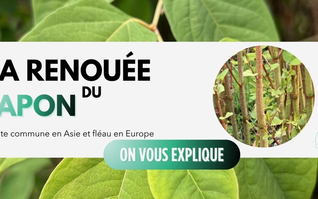 La renouée du Japon : histoire d&rsquo;une invasive devenue opportunité en Europe