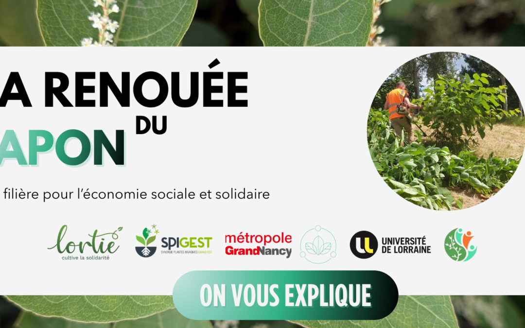 La renouée du Japon : Une filière pour l&rsquo;économie sociale et solidaire