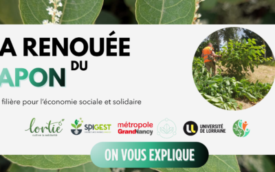 La renouée du Japon : Une filière pour l’économie sociale et solidaire